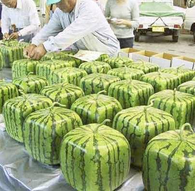 Lessons of the square watermelon!